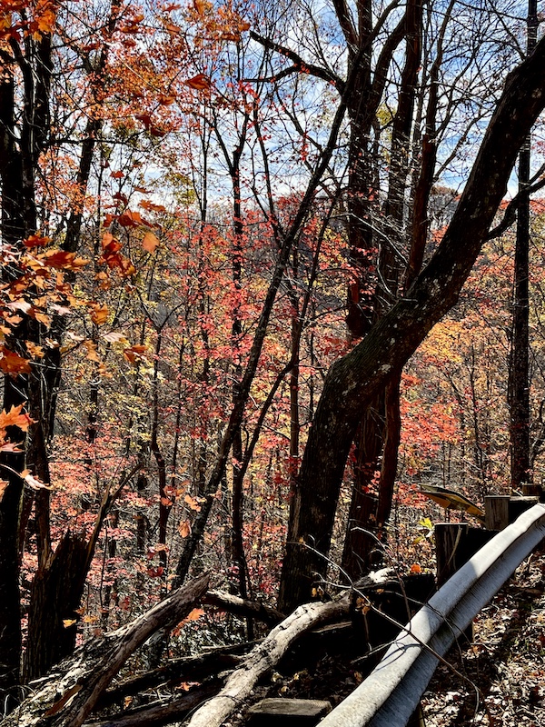 Forest of trees with autumn leaves in crimson and gold make me Happily Back to Writing!
