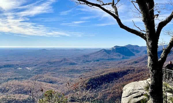 Mountain vista with leafless tree on right.