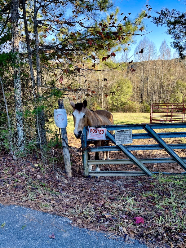 Brown and white horse at a fence by the road.