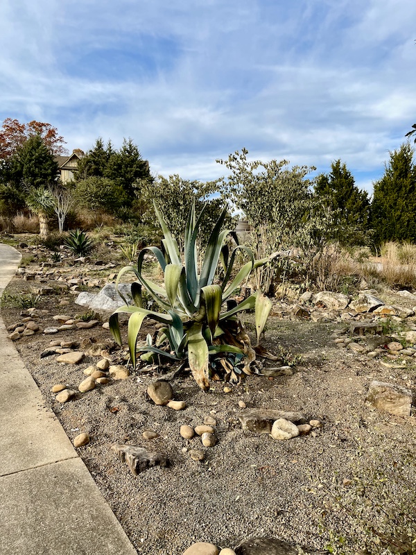 Trees, single plant, stones and soil at Clemson's Botanical Gardens
