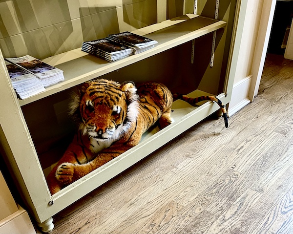 Stuffed toy tiger hiding on a bottom shelf of a table in Clemson's gift shop.