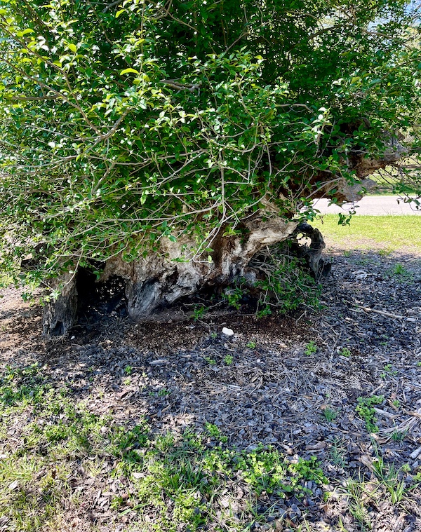 Single tree with lots of foliage and a gnarled trunk at Landa Park New Braunfels TX