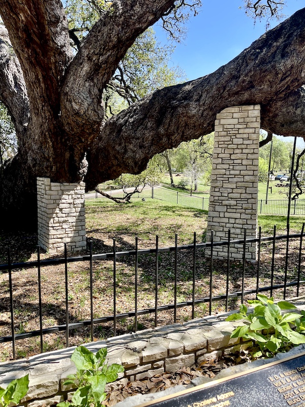 Closeup of white brick tower supporting branch of the Founders Oak at Landa Park New Braunfels TX
