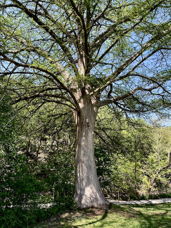 Large tree with lots of branches and blue sky showing through at Landa Park New Braunfels TX