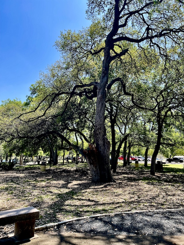Elm tree stands tall among other trees at Landa Park New Braunfels TX