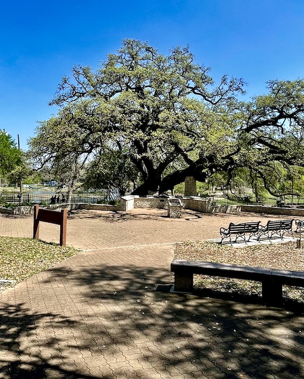 Huge Live Oak tree with white brick towers supporting the branches at Landa Park New Braunfels TX