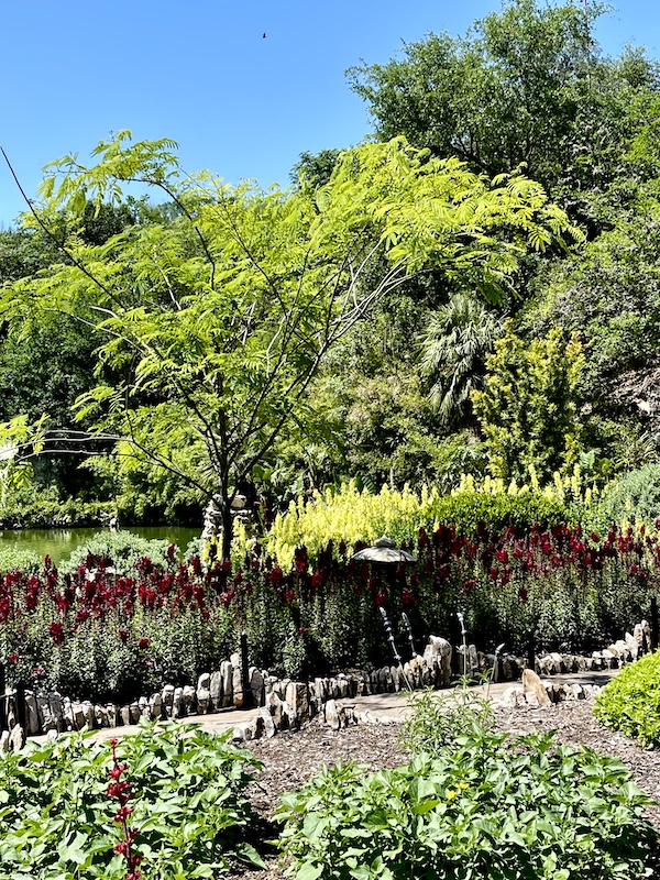 Many shades of green plants with some red flowers for accent at Limestone walls line the green water that reflects the Japanese Tea Garden San Antonio