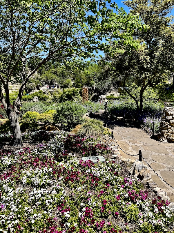 Pansies and trees at the Limestone walls line the green water that reflects the Japanese Tea Garden San Antonio
