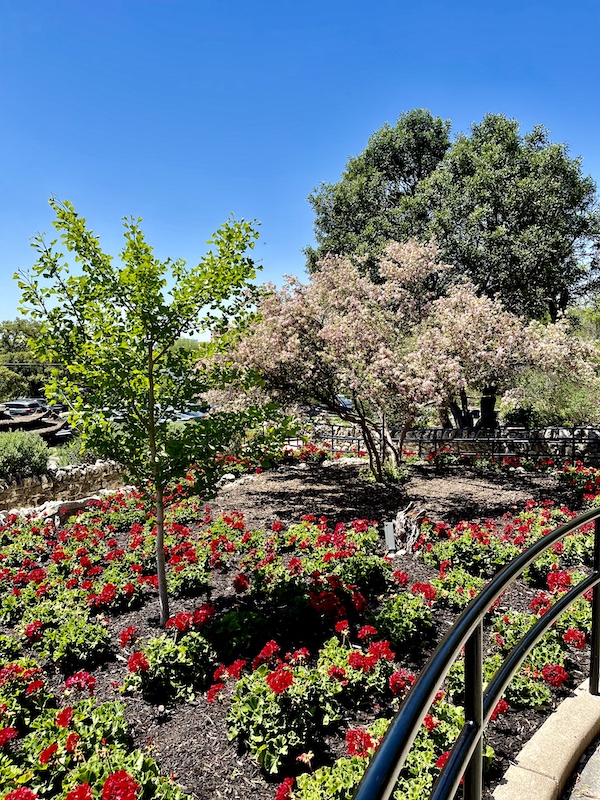 Red geraniums, cherry blossoms and other trees with black railing at the Japanese Tea Garden San Antonio