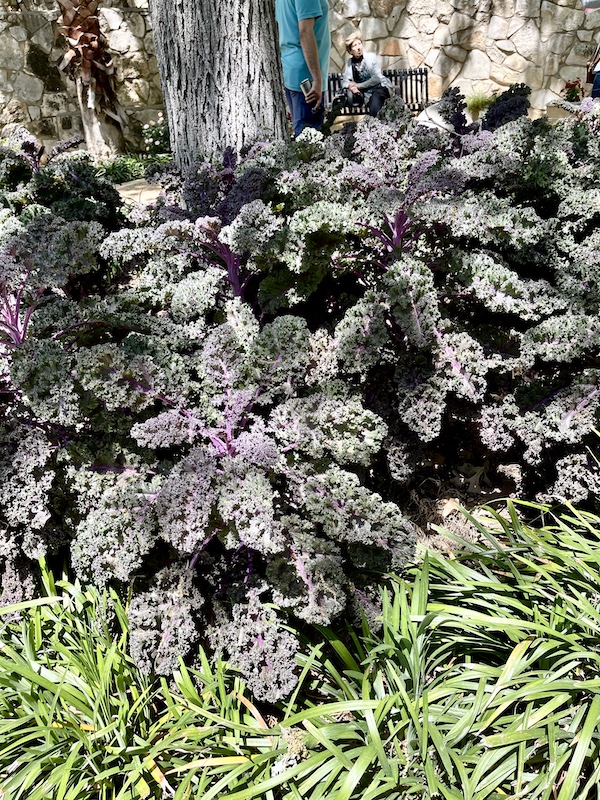 Ornamental purple and green kale is part of the landscaping at San Antonio River Walk