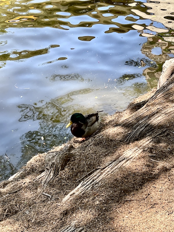 Mallard on the ground along the San Antonio River Walk