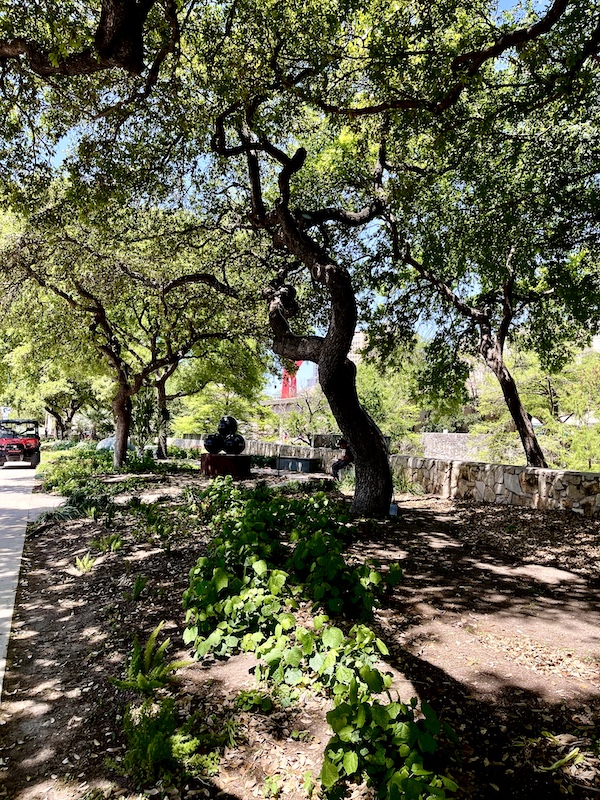 Live Oak trees in a park along the street above San Antonio River Walk