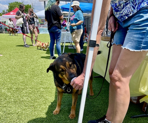 Black and brown dog licking from a white plastic cup at Cinco de Barko Houston