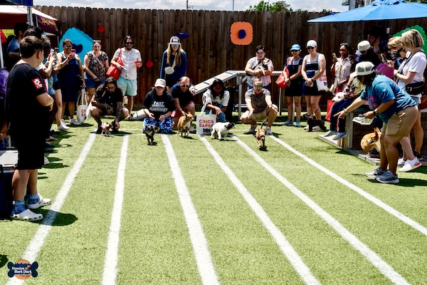 Chihuahuas and their owners at the starting lanes of a race at Cinco de Barko Houston