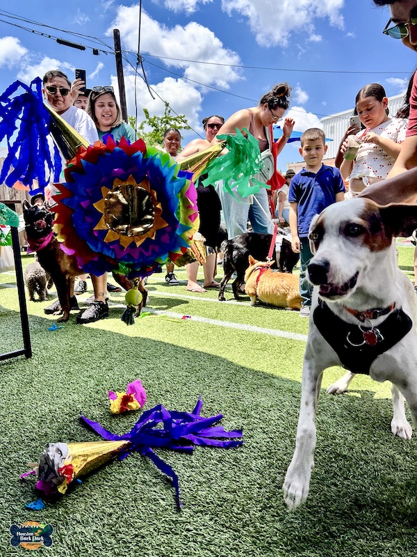 Tan and white Jack Russell breaking the piñata filled with treats at Cinco de Barko Houston