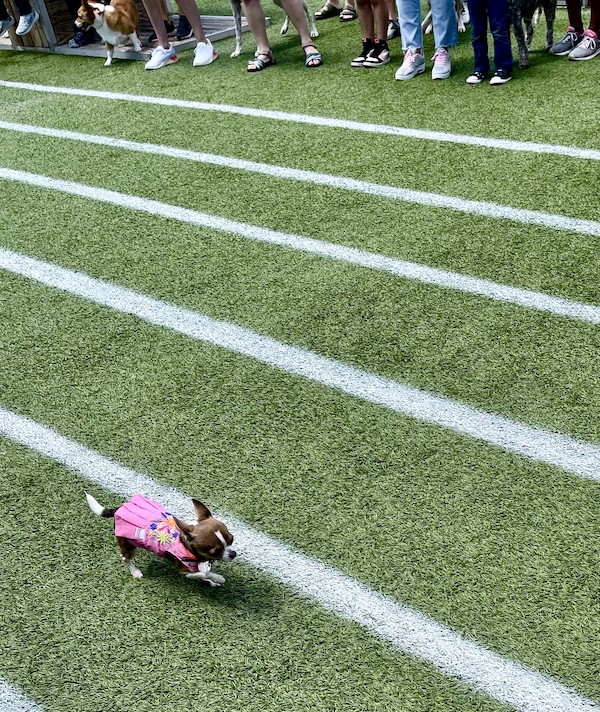 Tiny Chihuahua in a pink dress racing to the finish line at Cinco de Barko Houston