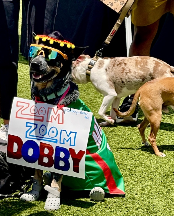 Dog with sunglasses, sombrero, green shirt and white crocs at Cinco de Barko Houston