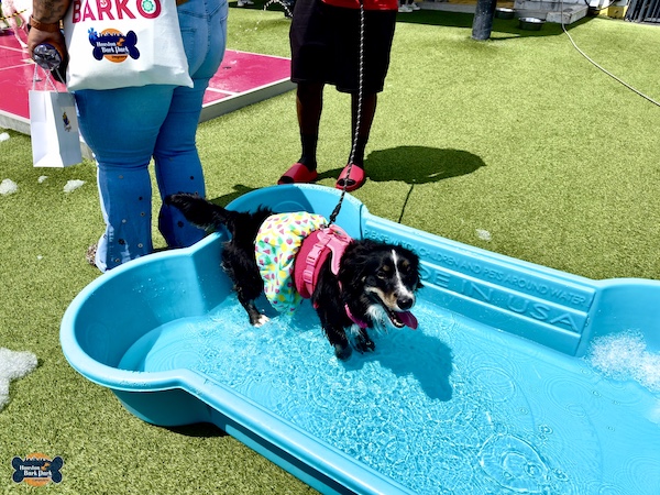 Black dog dressed in a pink and white outfit cooling off in a turquoise bone shaped pool at Cinco de Barko Houston