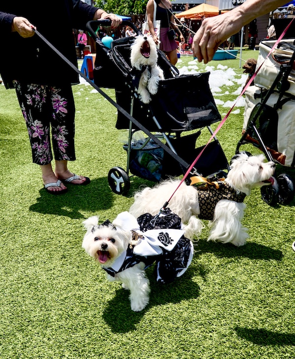 Pair of Maltese in fancy outfits with their yawning puppy in a stroller at Cinco de Barko Houston