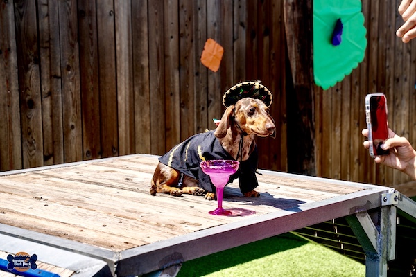 Brown dachshund in Mexican garb with sombrero posing next to a margarita at Cinco de Barko Houston
