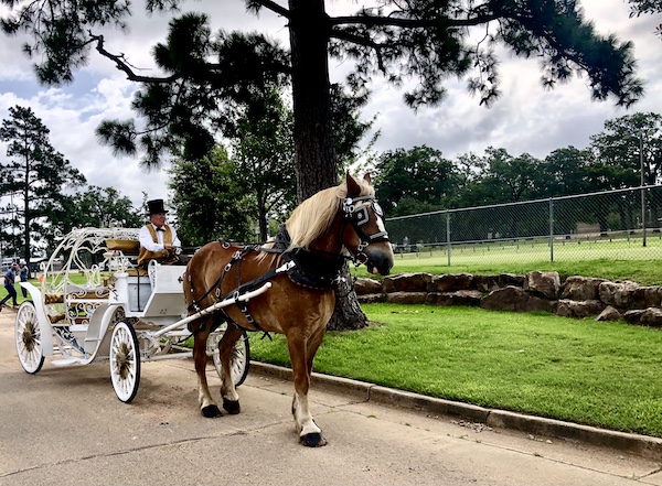 White carriage being pulled by a brown horse on the parade route of the Hopkins County Dairy Festival 2025