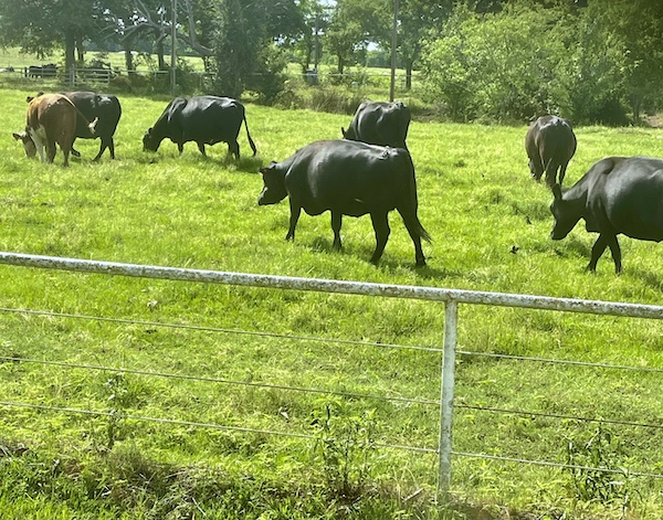 Herd of cattle grazing in a fenced pasture was part of our June Fun in Sulphur Springs TX