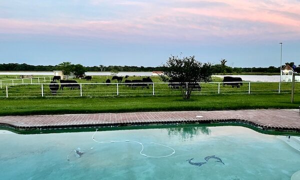 Herd of cattle grazing on a pasture just beyond the pool in Sulphur Springs TX.