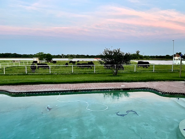 Herd of cattle grazing on a pasture just beyond the pool in Sulphur Springs TX.