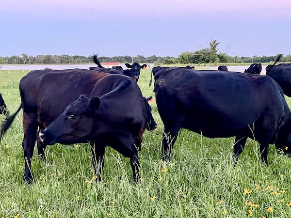 June Fun in Sulphur Springs TX included getting close to lots of cows in the pastures.