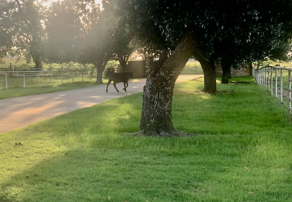 Escaped calf on a country road made for June Fun in Sulphur Springs TX