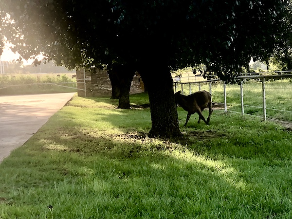 Calf by a tree on a country road in Sulphur Springs TX