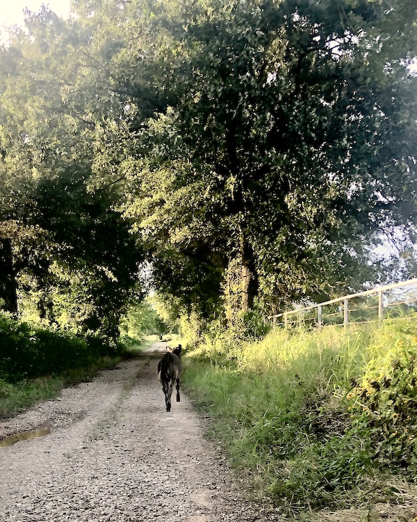 Calf walking down a country road in Sulphur Springs.