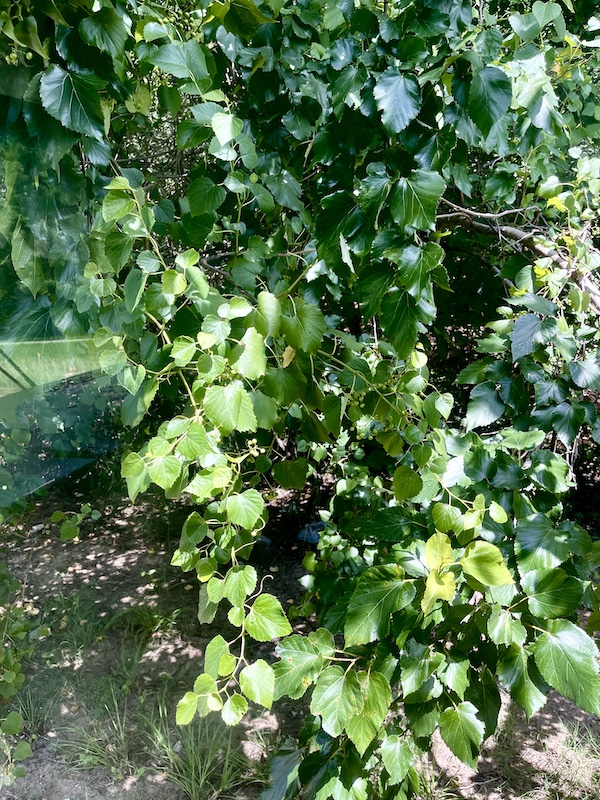Leafy bush with tiny white berries seen en route to our Bonus Visit to NOLA