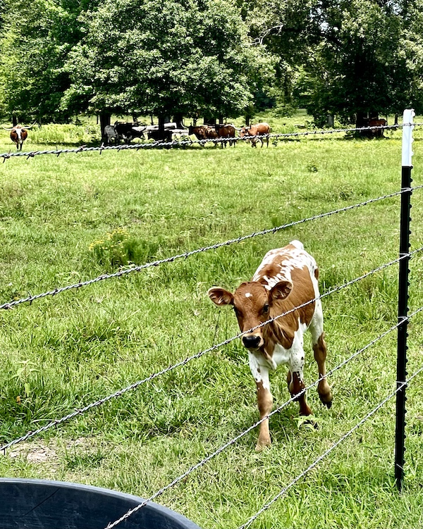 Brown and white Texas Longhorn calf in a pasture on the ranch