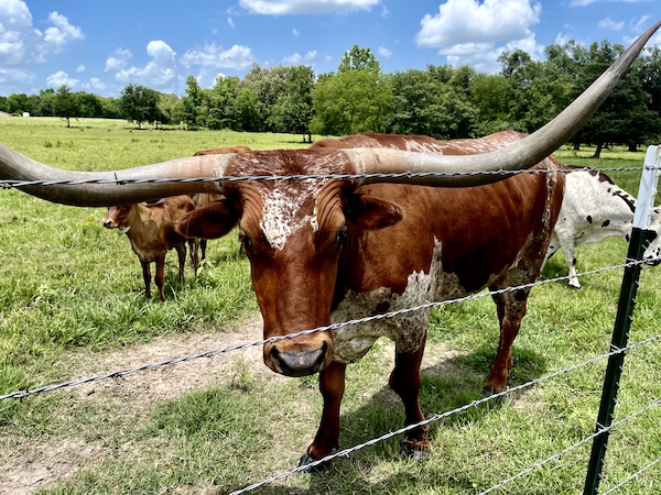 Huge brown Texas Longhorn by wire fencing