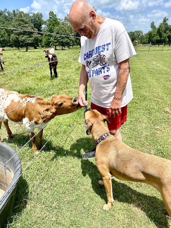 Steve in white T-shirt and red shorts petting a Longhorn calf and boxer in a pasture with other Texas Longhorns coming up close