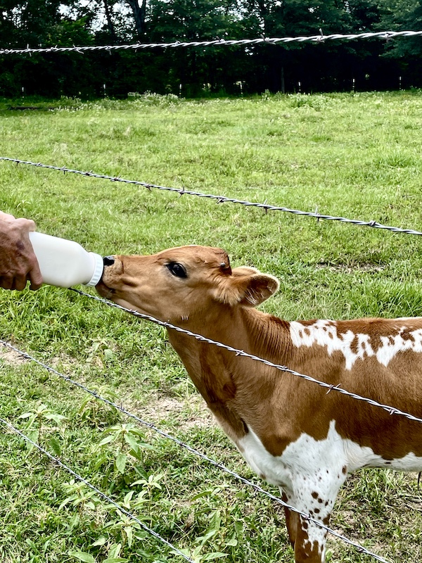 Brown and white Longhorn calf being bottle fed.