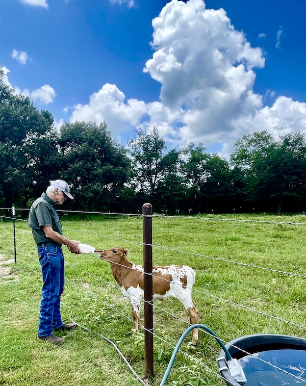 Texas Longhorns Up Close man in blue with cap feeding brown and white calf a large baby bottle of milk.