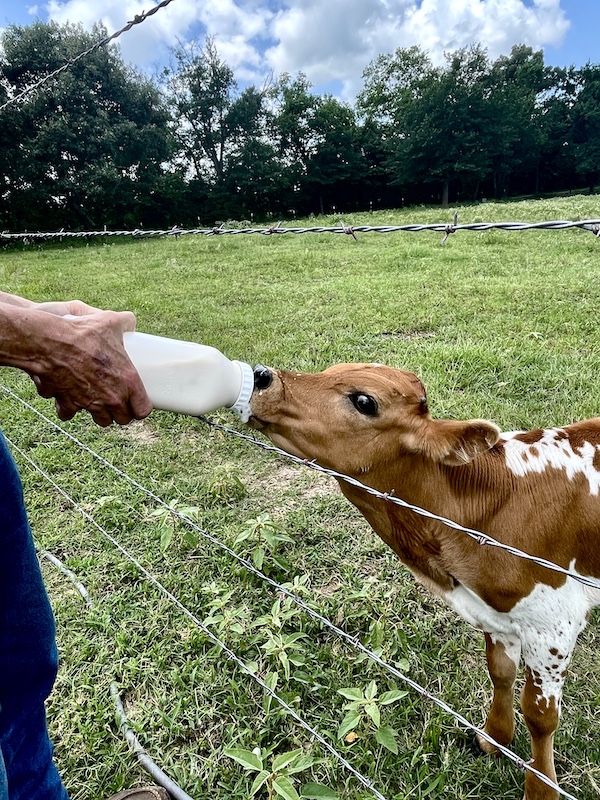 Texas Longhorns Up Close, brown and white calf almost finished his bottle of milk.