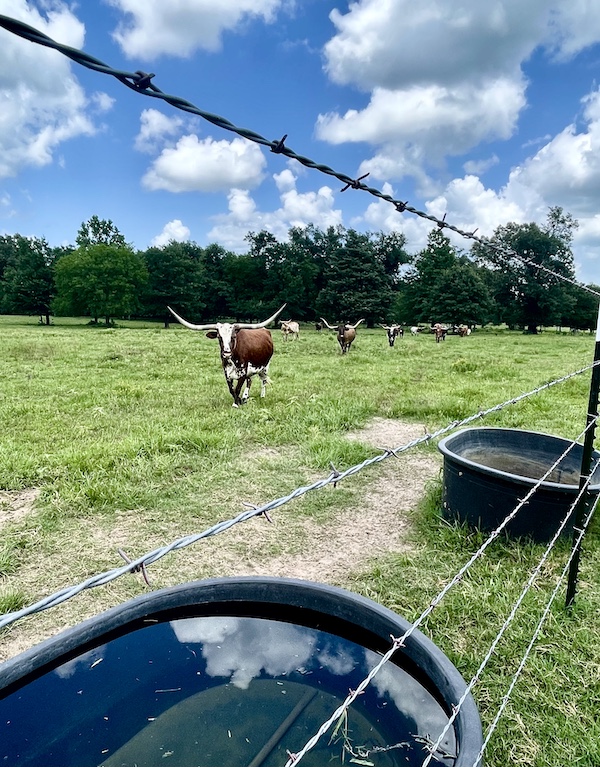 A group of Texas Longhorns coming Up Close to water troughs by wire fencing.