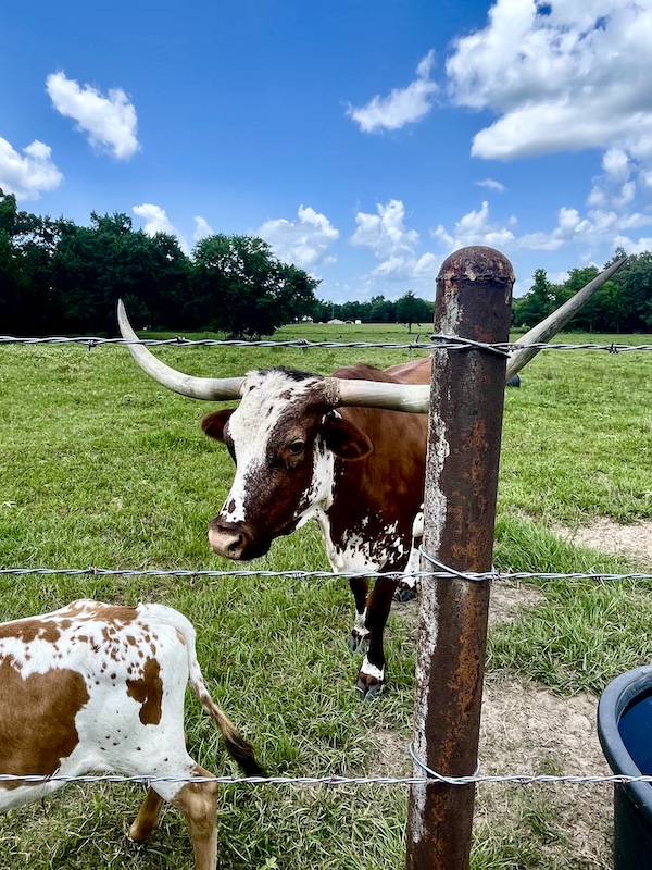 Pair of Texas Longhorns Up Close in the pasture