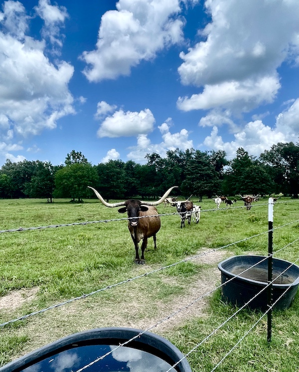 More Texas Longhorns approaching the water troughs in the pasture on the ranch