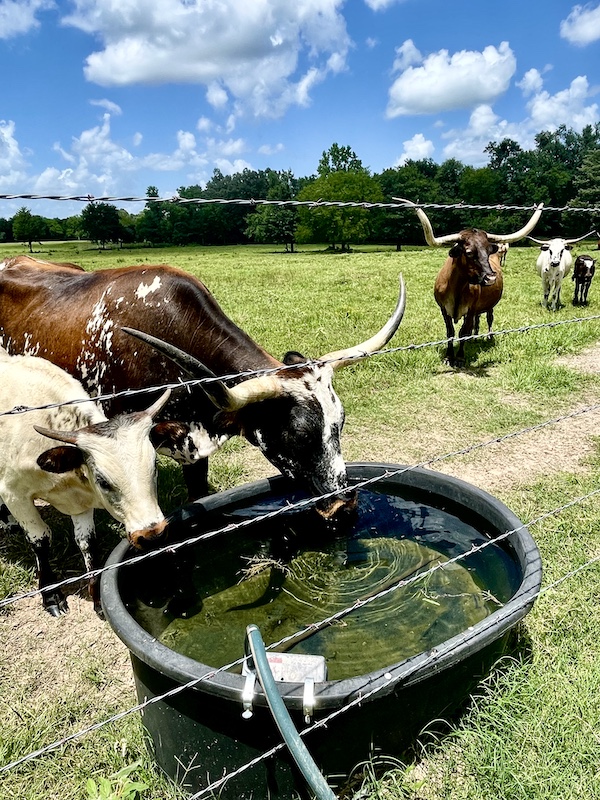 Pair of Texas Longhorns Up Close drinking from a water trough with more longhorns coming to them.