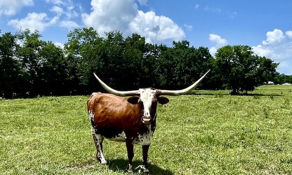 Brown and white Texas Longhorn Up Close in the pasture