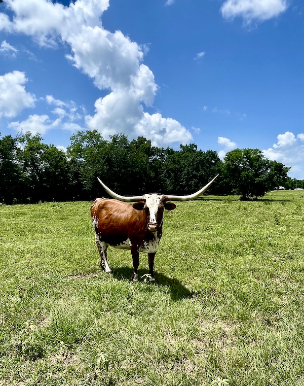 Brown and white Texas Longhorn Up Close in the pasture
