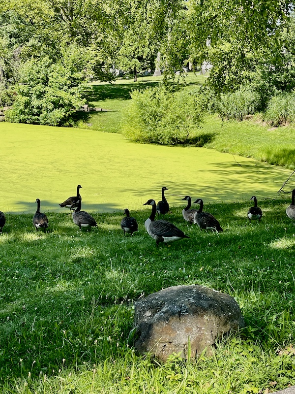 Green lawn and tree covered hills with large group of geese at Allegheny Cemetery Pittsburgh Pennsylvania