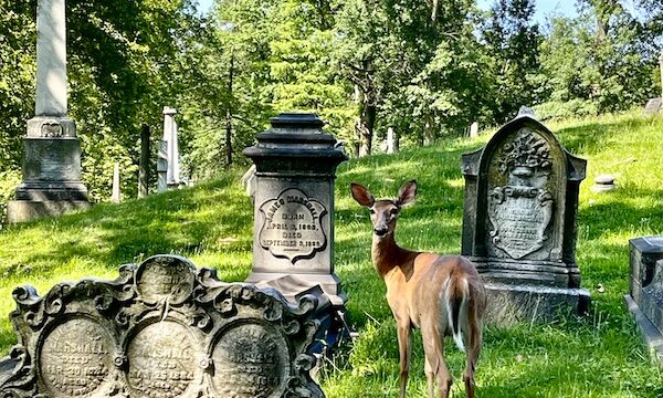 Lone deer standing amid a few headstones at Allegheny Cemetery Pittsburgh Pennsylvania
