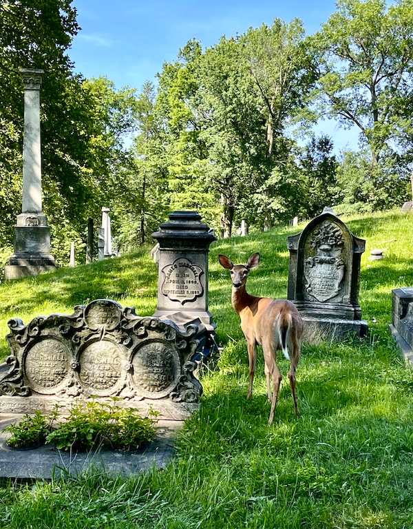 Lone deer standing amid a few headstones at Allegheny Cemetery Pittsburgh Pennsylvania