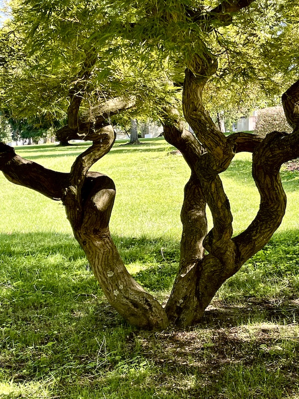 Twisted tree trunk and lawn at Allegheny Cemetery Pittsburgh Pennsylvania