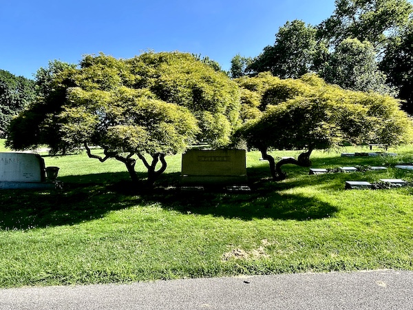 A pair of Japanese Maple trees shade a headstone at Allegheny Cemetery Pittsburgh Pennsylvania